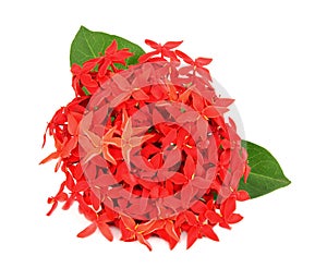 Ixora flower on white