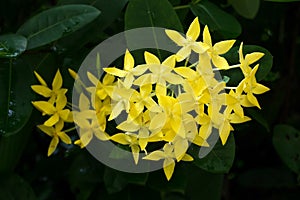 Ixora flower. Yellow spike flower. King Ixora blooming Ixora chinensis. Rubiaceae flower.Ixora coccinea flower in the garden