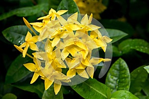 Ixora flower. Yellow spike flower. King Ixora blooming Ixora chinensis. Rubiaceae flower. Ixora coccinea flower in the garden