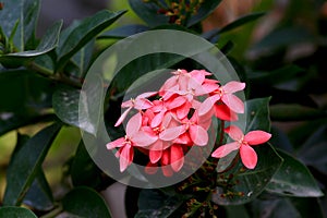 Ixora flowers