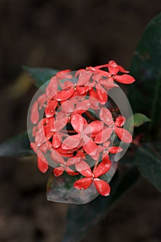 Ixora flowers