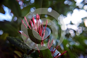 Ixora flowers and buds