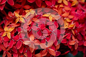 Ixora flowers in focus forming a background