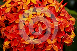 Ixora flowers in focus forming a background