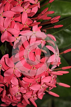 Ixora flowers in garden