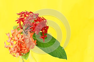 Ixora flowers in a glass on yellow backgrounds