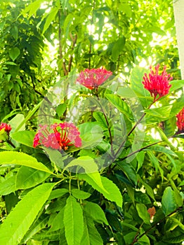 Ixora flowers in onam with green leaves from a lower angle.