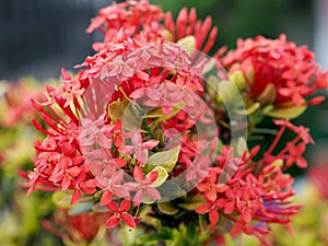 Ixora Flowers in the Park of Thailand