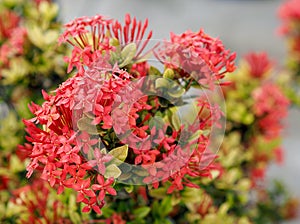 Ixora Flowers in the Park of Thailand