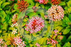 Ixora flowers with red and pink blossoms. Blur background