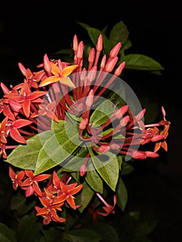 IXORA JAVANICA IS A FLOWERING PLANT IN THE FAMILY DRACAENA . THIS SPECIES IS & x28;BLUME& x29; DC. WITH DARK BACKROUND