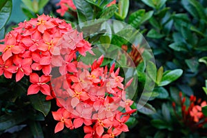 Ixora lobbii Loudon. A bouquet of red flowers. photo