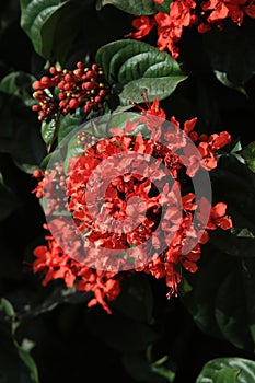 Ixora red flowers