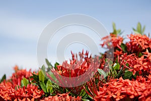 Ixora red flowers at Shallow depth of focus
