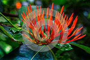 Ixora Red Orange Tropical Flower