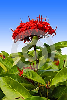 Ixora taiwanensis flowers