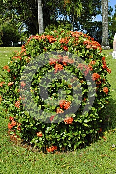 Ixora taiwanensis shrub