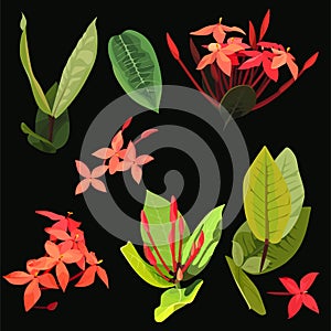 Ixora tropical flowers clip art