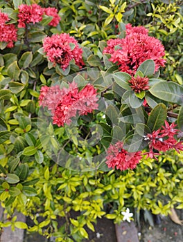 Ixora or west indian jasmine flower