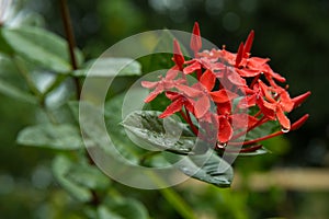 Ixora - West Indian Jasmine Flower