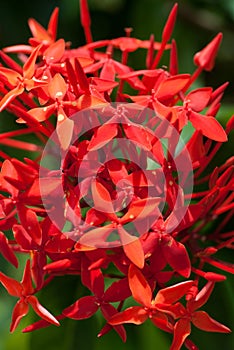 Ixoras, lovely small tiny red flowers