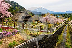 Iyashi no Sato village with mt. Fuji and sakura