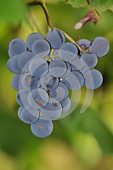 Izabella `Strawberry` grapes 3 - Novaci-Romania photo