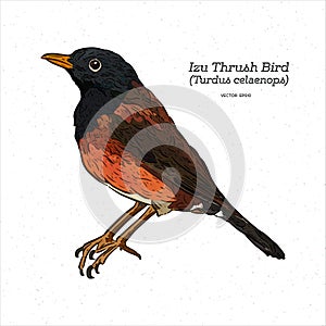 Izu Islands thrush Turdus celaenops bird, hand draw sketch vector