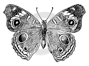 J Coenia Butterfly, vintage illustration