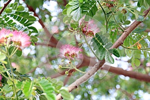 Jaam ju ree flower Thai word, Albizia lebbeck rain tree Leguminosae, Samanea saman, genus Pithecolobium Selective focus