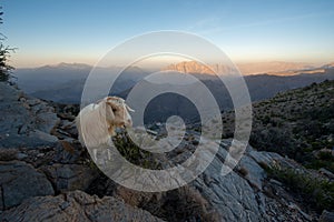 Jabal Shams, Hajar mountains, Oman