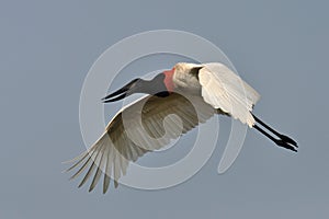 Jabiroe, Jabiru, Jabiru mycteria