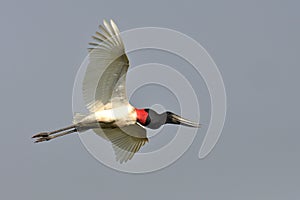 Jabiroe, Jabiru, Jabiru mycteria