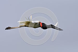 Jabiroe, Jabiru, Jabiru mycteria