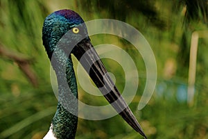 Jabiru