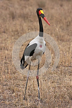 Jabiru