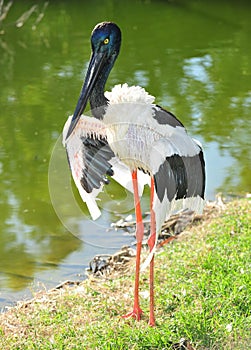Jabiru or black headed stork, australia