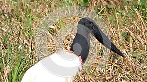 Jabiru in Bolivia, south America.