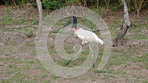 Jabiru in Bolivia, south America.