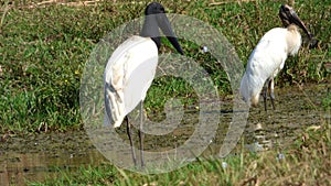 Jabiru in Bolivia, south America.