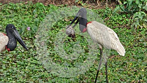 Jabiru in Bolivia, south America.