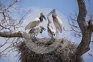 Jabiru Chicks Begging for food from Adults in Nest