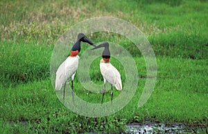 JABIRU D`AMERIQUE jabiru mycteria