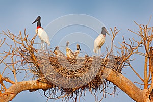 Jabiru family in nest. Parents with chicks. Young jabiru, tree nest with blue sky, Pantanal, Brazil, Wildlife scene from South Ame