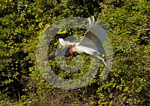 Jabiru flying