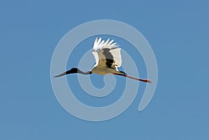 Jabiru Flying