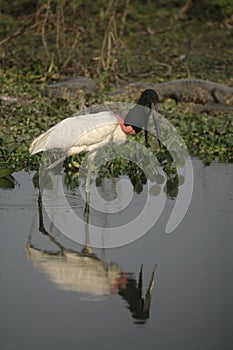 Jabiru, Jabiru mycteria,