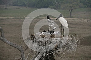 Jabiru, Jabiru mycteria,