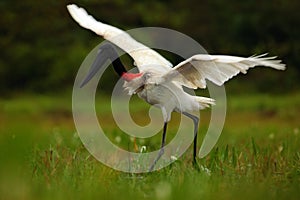 Jabiru, Jabiru mycteria, black and white bird in the green water with flowers, open wings, wild animal in the nature habitat, Pant