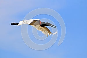 Jabiru Jabiru mycteria flying under a blue sky in the Pantanal of Mato Grosso. Brazil